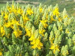 Genista hirsuta