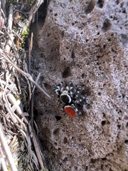 Phidippus insignarius