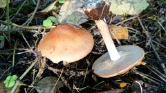 Leucocortinarius bulbiger