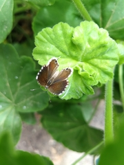 Cacyreus marshalli