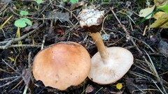 Leucocortinarius bulbiger