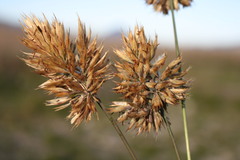Geochloa rufa