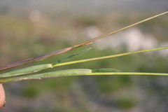 Geochloa rufa