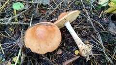 Leucocortinarius bulbiger