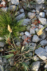 Geochloa rufa