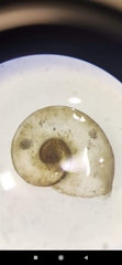 Planorbidae