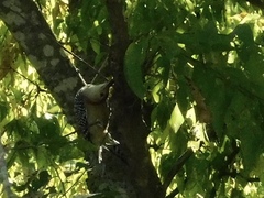 Melanerpes carolinus