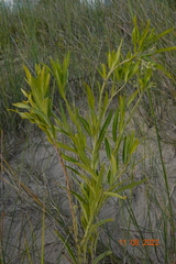 Gomphocarpus physocarpus