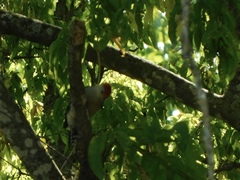Melanerpes carolinus