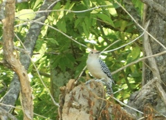Melanerpes carolinus