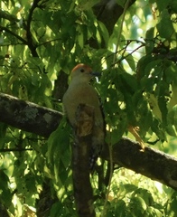Melanerpes carolinus