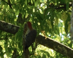 Melanerpes carolinus