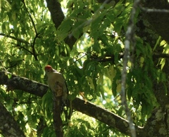 Melanerpes carolinus