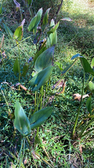 Pontederia cordata