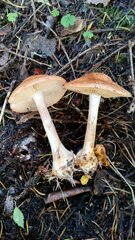 Leucocortinarius bulbiger