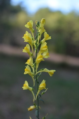 Linaria angustissima