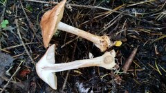 Leucocortinarius bulbiger