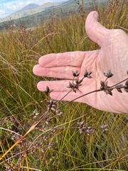 Cladium mariscoides