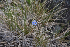 Myosotis asiatica