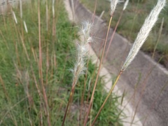 Bothriochloa barbinodis