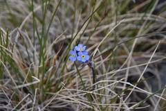 Myosotis asiatica