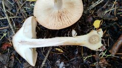 Leucocortinarius bulbiger