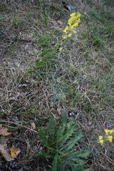 Linaria angustissima