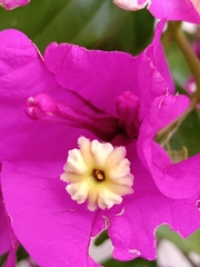 Bougainvillea