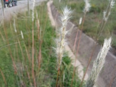 Bothriochloa barbinodis