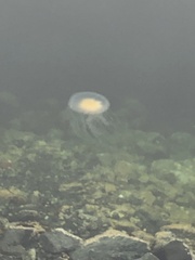 Phacellophora camtschatica