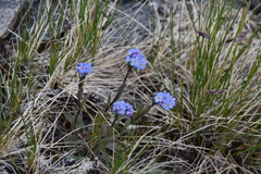 Myosotis asiatica