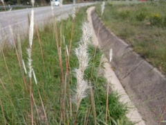 Bothriochloa barbinodis