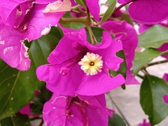 Bougainvillea