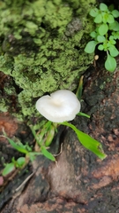 Lactocollybia