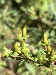 Hypericum prolificum