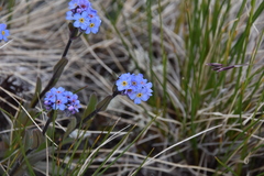 Myosotis asiatica