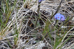 Myosotis asiatica