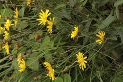 Crepis