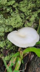 Lactocollybia