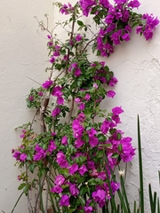 Bougainvillea