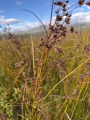 Cladium mariscoides
