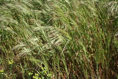 Bromus diandrus