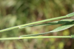 Bromus diandrus
