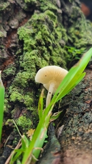 Lactocollybia
