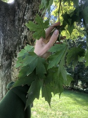 Acer miyabei