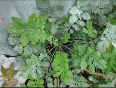 Erysiphe macleayae