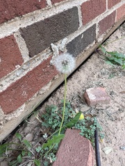 Taraxacum