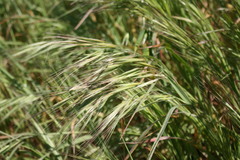 Bromus diandrus