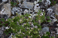 Cherleria