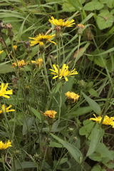 Crepis